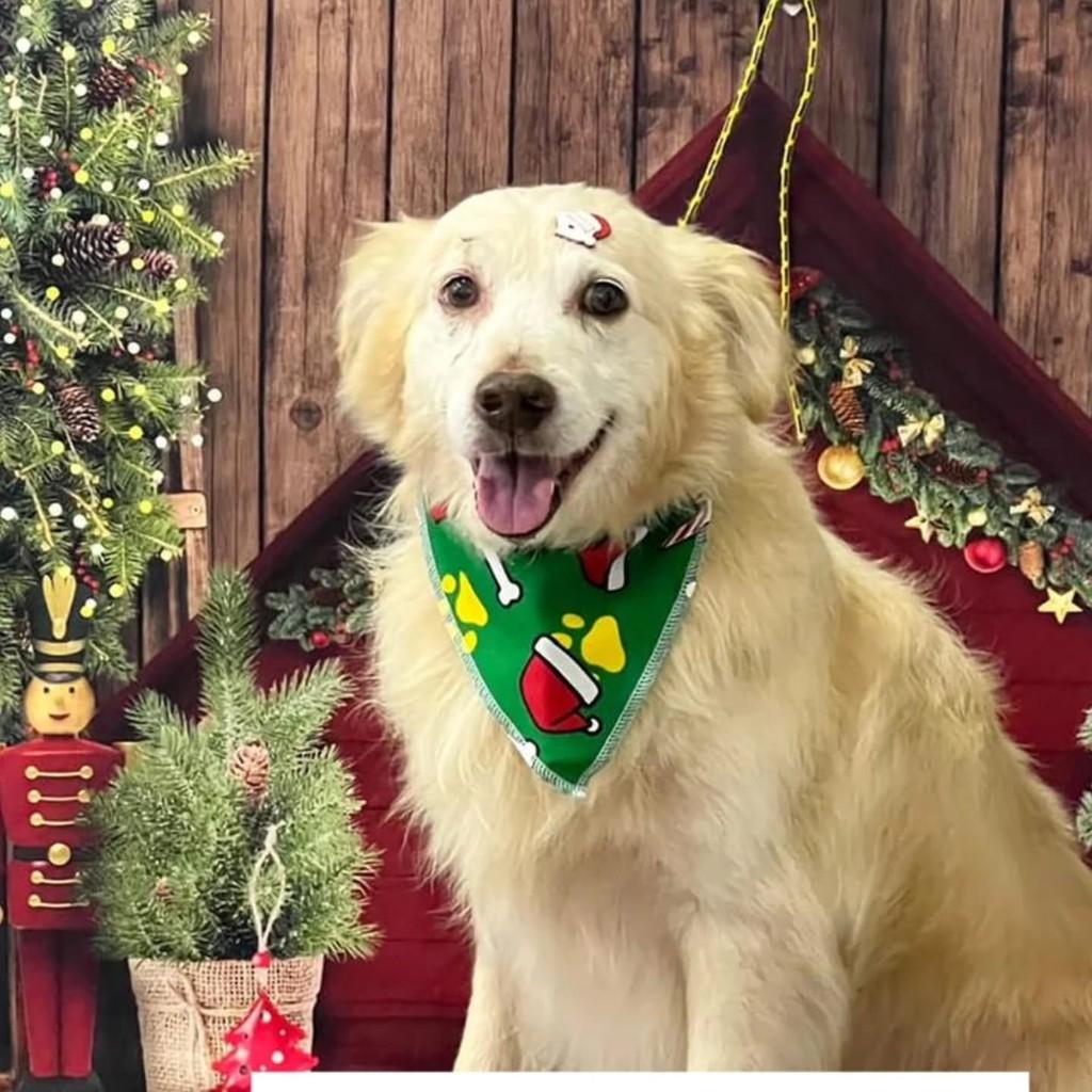 Essa coisa linda, cachorro de porte médio para adoção em São Paulo - SP