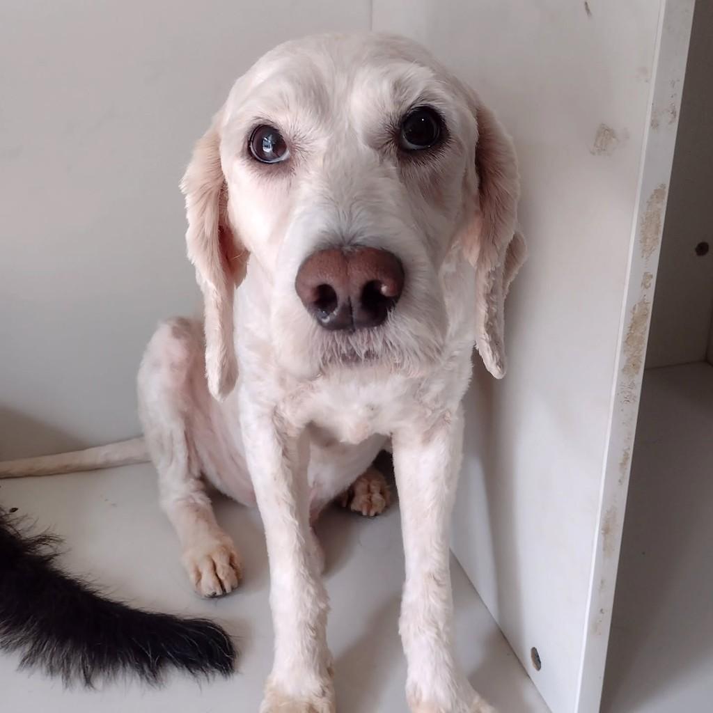 Jorge, cachorro de porte médio para adoção em São Paulo - SP