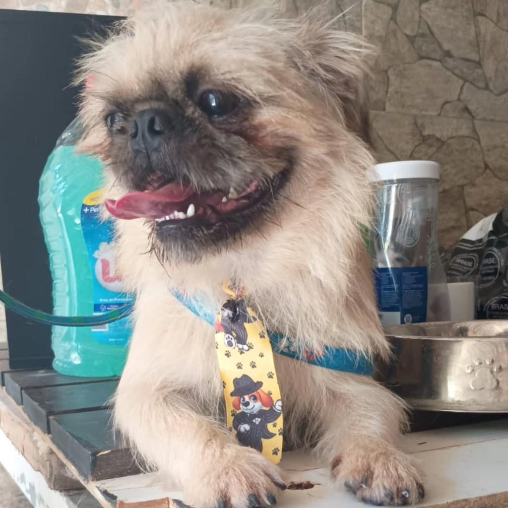 Tobias, cachorro de porte pequeno para adoção em São Paulo - SP
