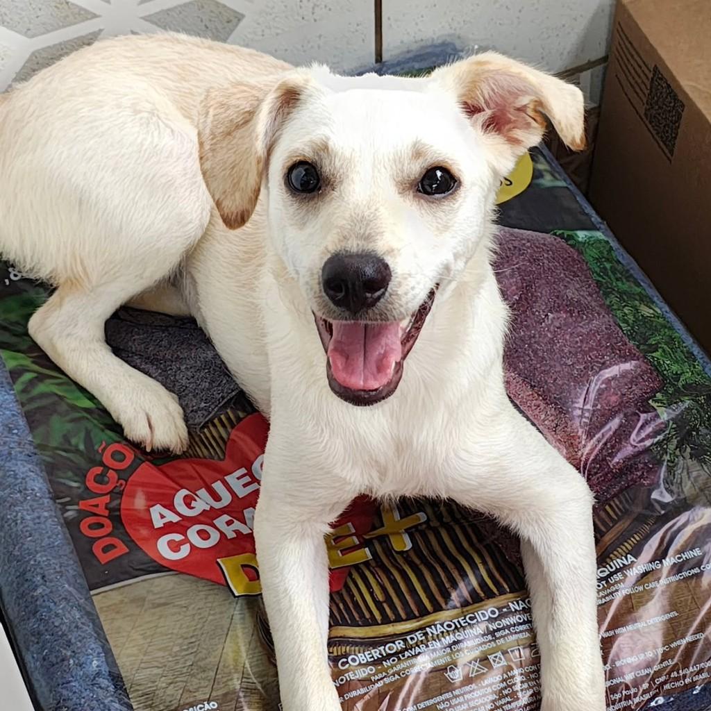 Vanila, cachorro de porte médio para adoção em São Paulo - SP
