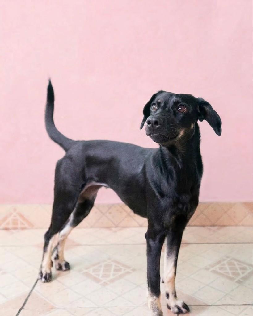 Ariel, cadela de porte médio para adoção em São Paulo - SP