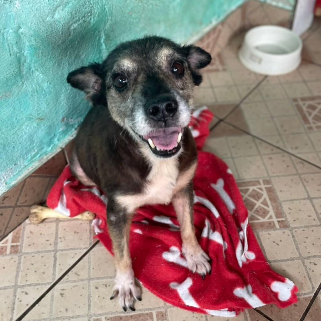 Vitório, cachorro de porte médio para adoção em São Paulo - SP