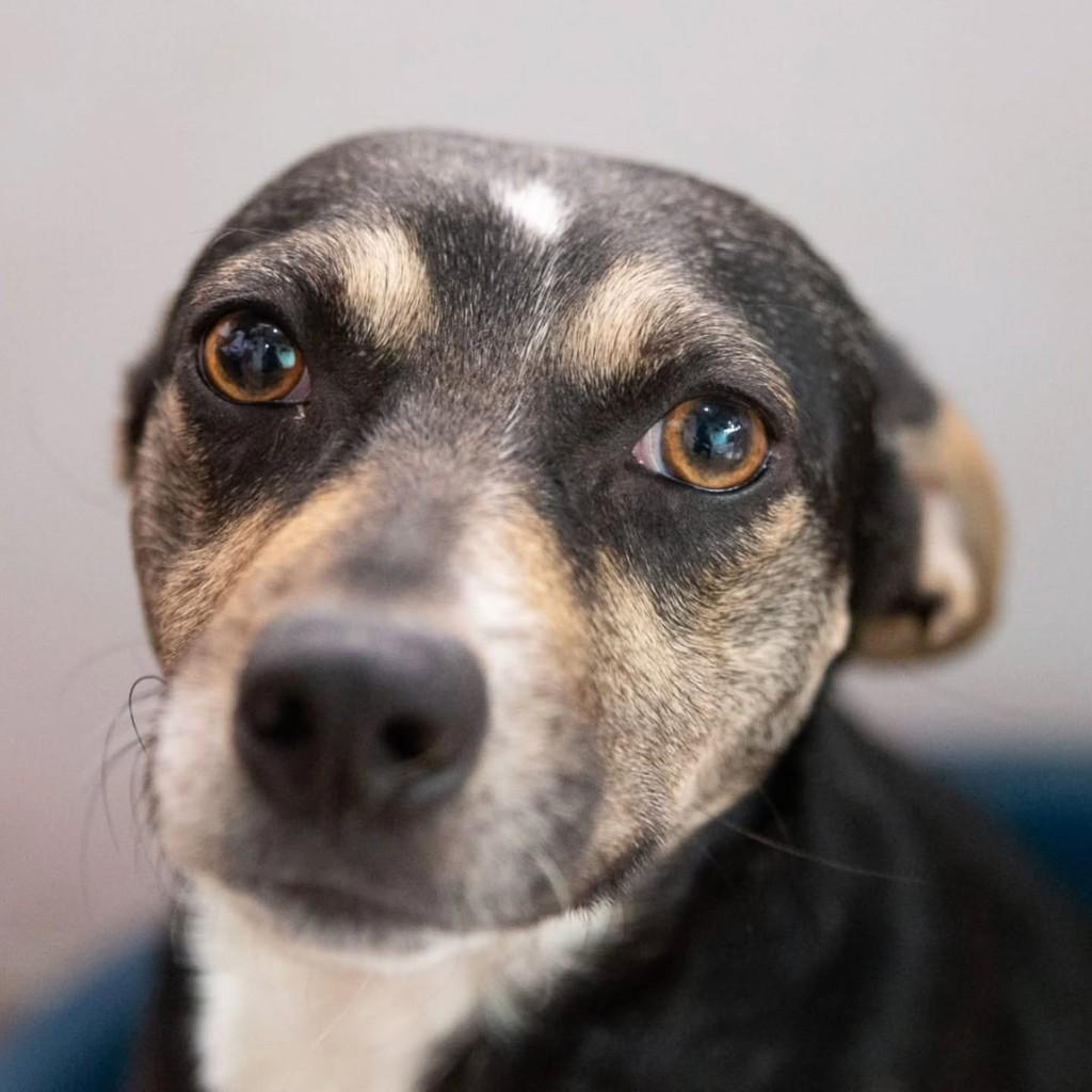Tiririca, cachorro de porte pequeno para adoção em São Paulo - SP