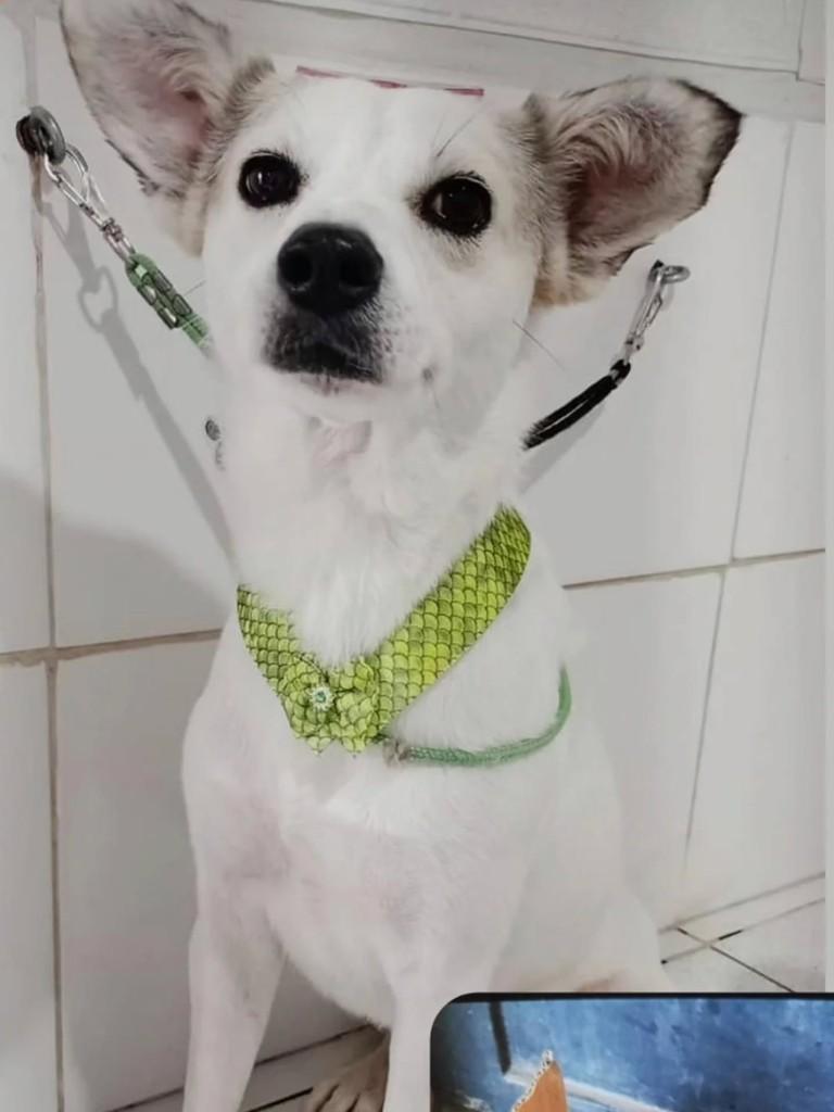 Branquinho, cachorro de porte grande para adoção em São Paulo - SP