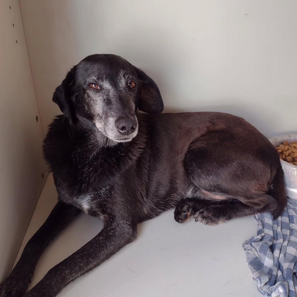Neguinha, cachorro de porte médio para adoção em São Paulo - SP