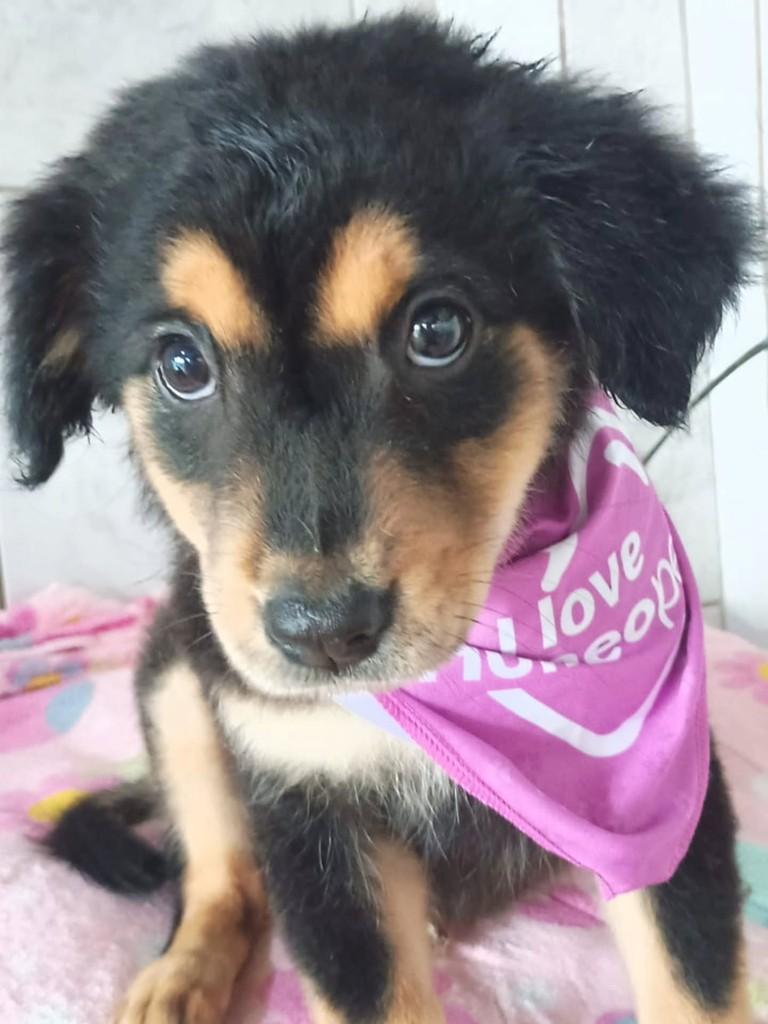 Hope, cachorro de porte médio para adoção em São Paulo - SP