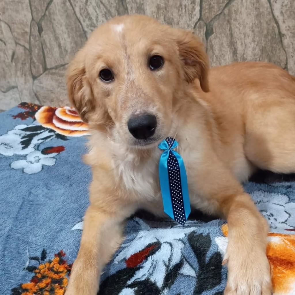 Boris, cachorro de porte médio para adoção em São Paulo - SP
