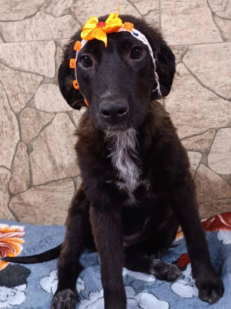 Dory, cadela de porte médio para adoção em São Paulo - SP