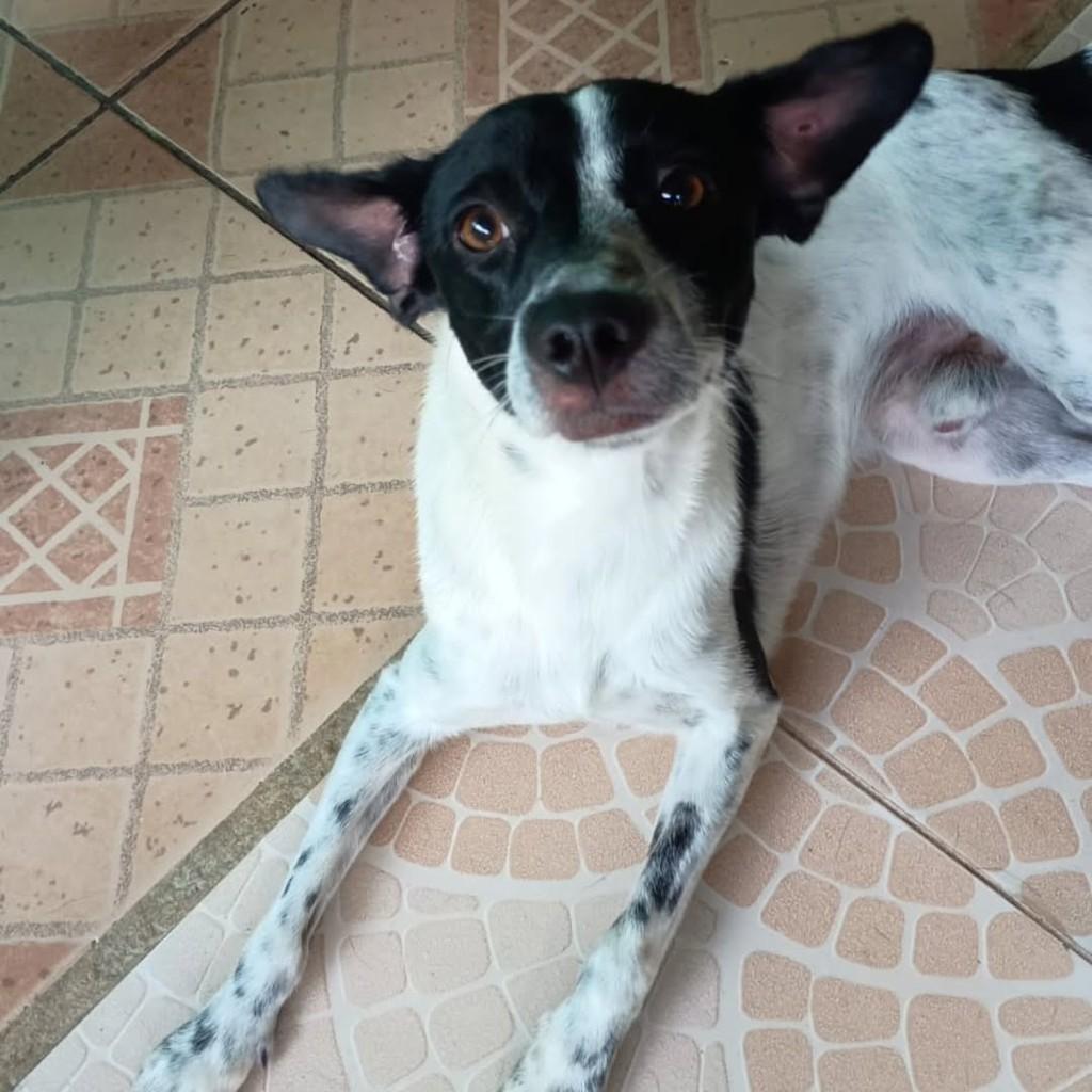 Floquinho, cachorro de porte pequeno para adoção em São Paulo - SP