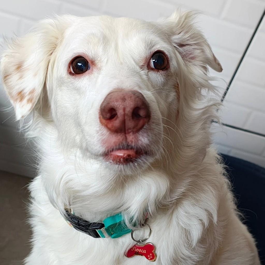 Pipoca, cachorro de porte médio para adoção em São Paulo - SP