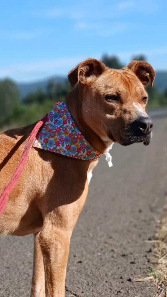 Dora, cachorro de porte grande para adoção em Porto União - SC