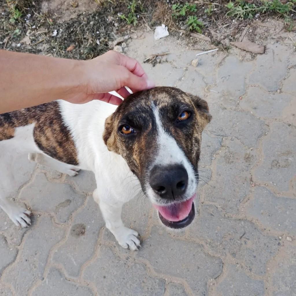 Cleide Bella, cadela de porte médio para adoção em Passa Quatro - MG