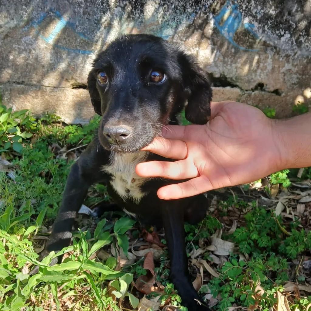 Cachorrinha, cadela de porte pequeno para adoção em Passa Quatro - MG