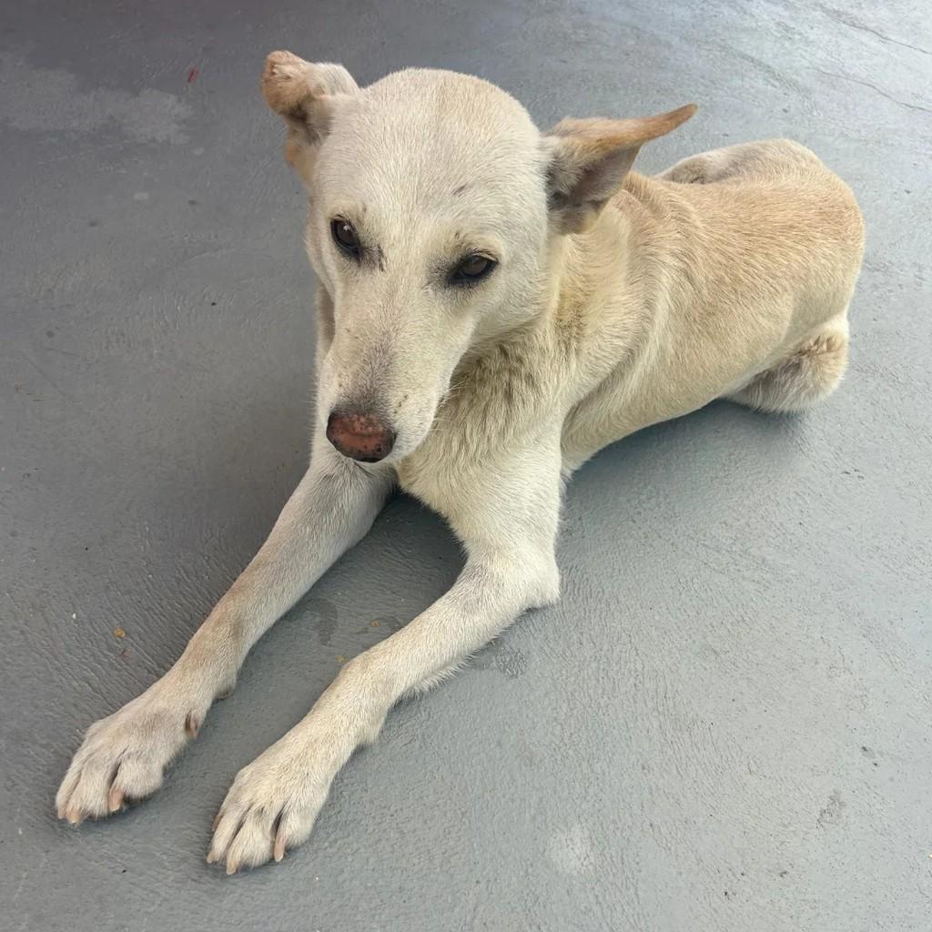 Cachorra, cadela de porte médio para adoção em Passa Quatro - MG