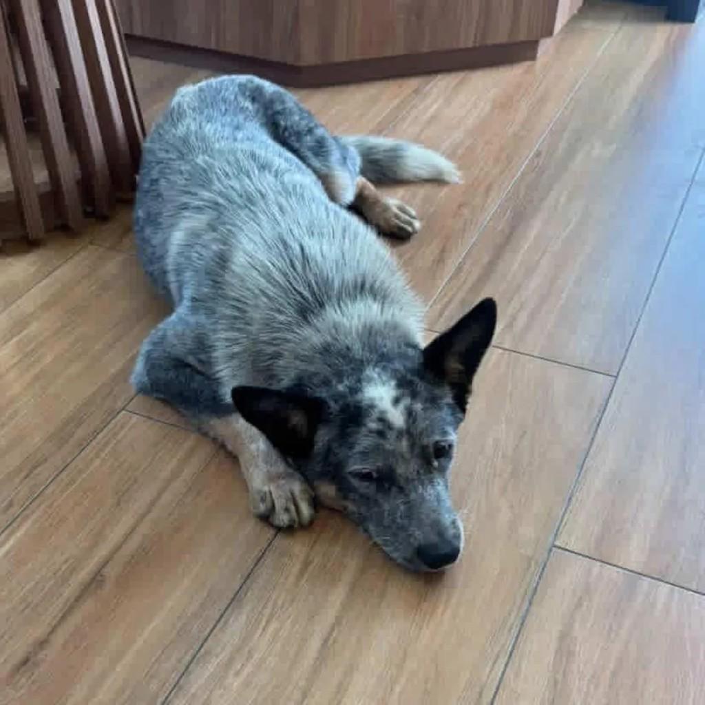 Blue Heeler, cachorro de porte médio para adoção em Passa Quatro - MG