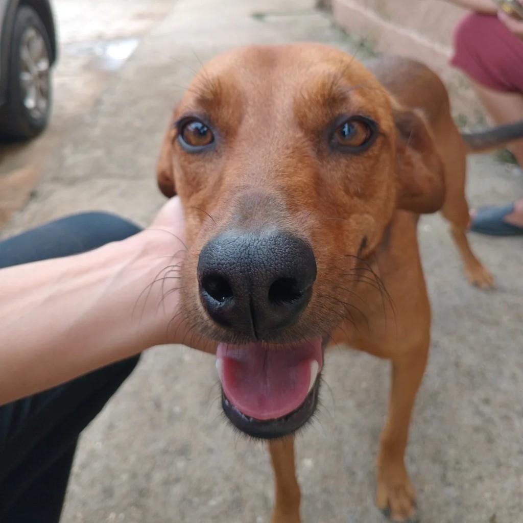 Amendoim, cachorro de porte médio para adoção em Passa Quatro - MG