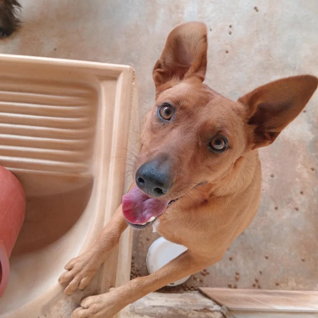 Melinha, cachorro de porte médio para adoção em Passa Quatro - MG