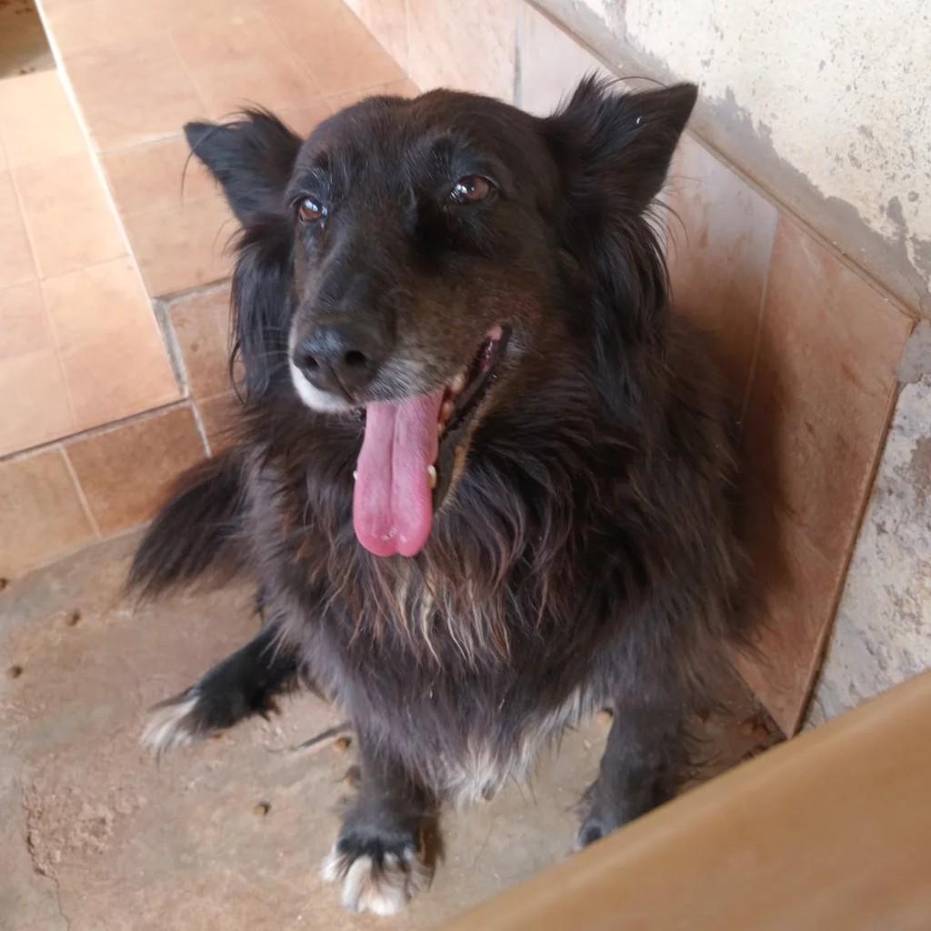 Negona, cachorro de porte médio para adoção em Passa Quatro - MG