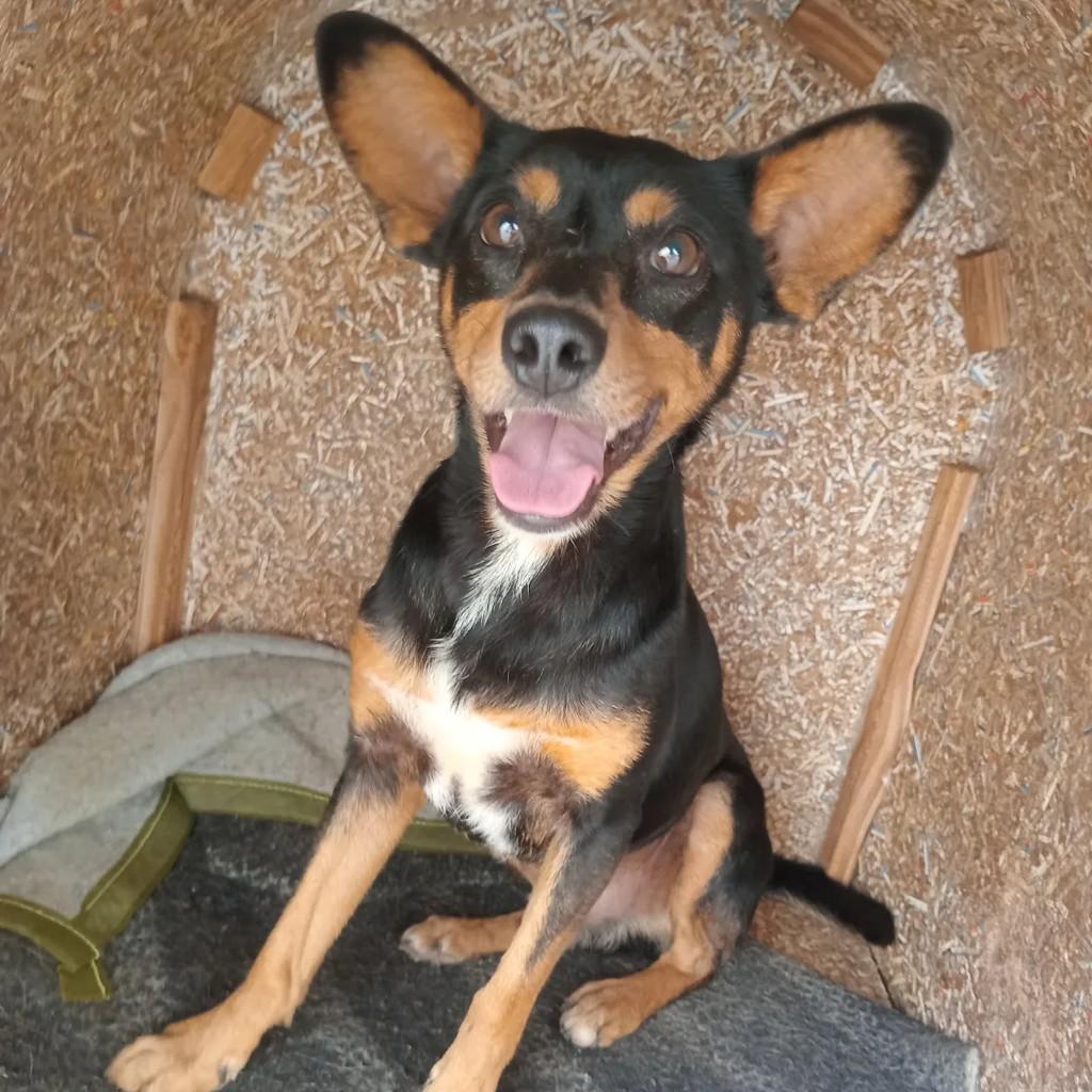 Pretinho, cachorro de porte pequeno para adoção em Passa Quatro - MG