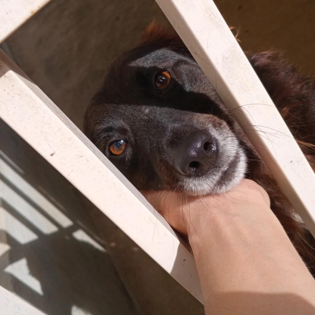 Thor, cachorro de porte médio para adoção em Passa Quatro - MG