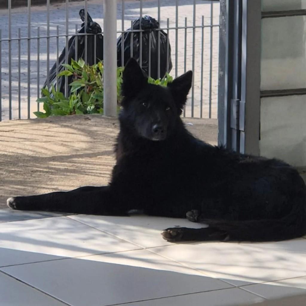 Lindão, cachorro de porte médio para adoção em Passa Quatro - MG