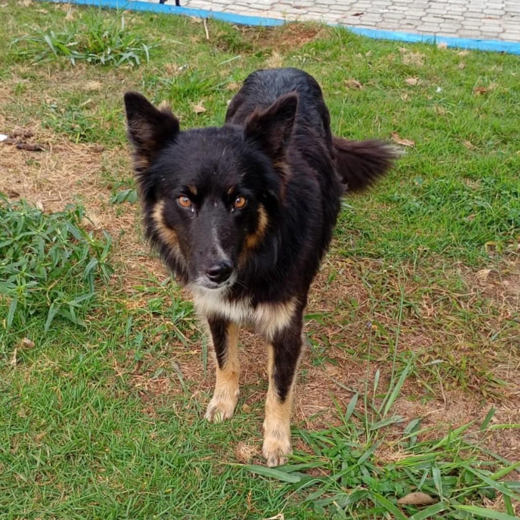 Vanda, cachorro de porte médio para adoção em Passa Quatro - MG