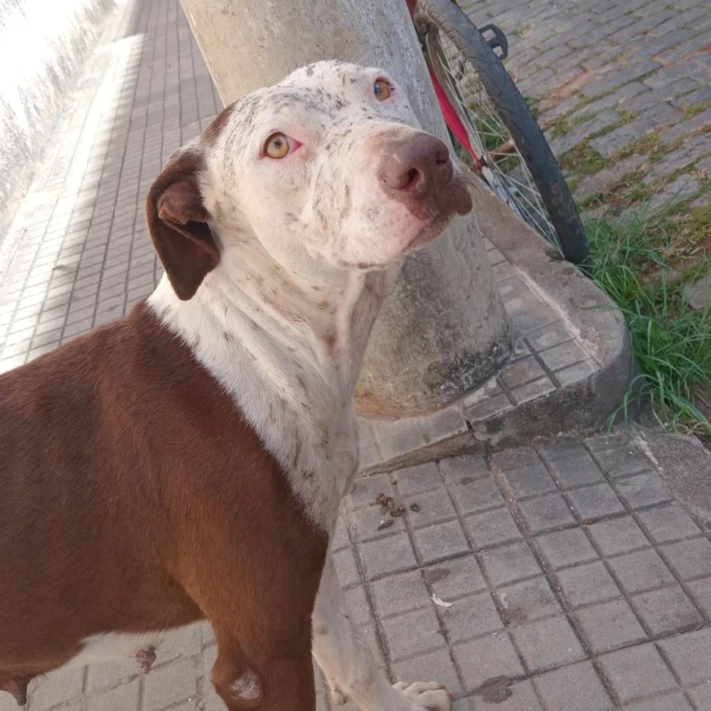 Pitibull, cachorro de porte médio para adoção em Passa Quatro - MG