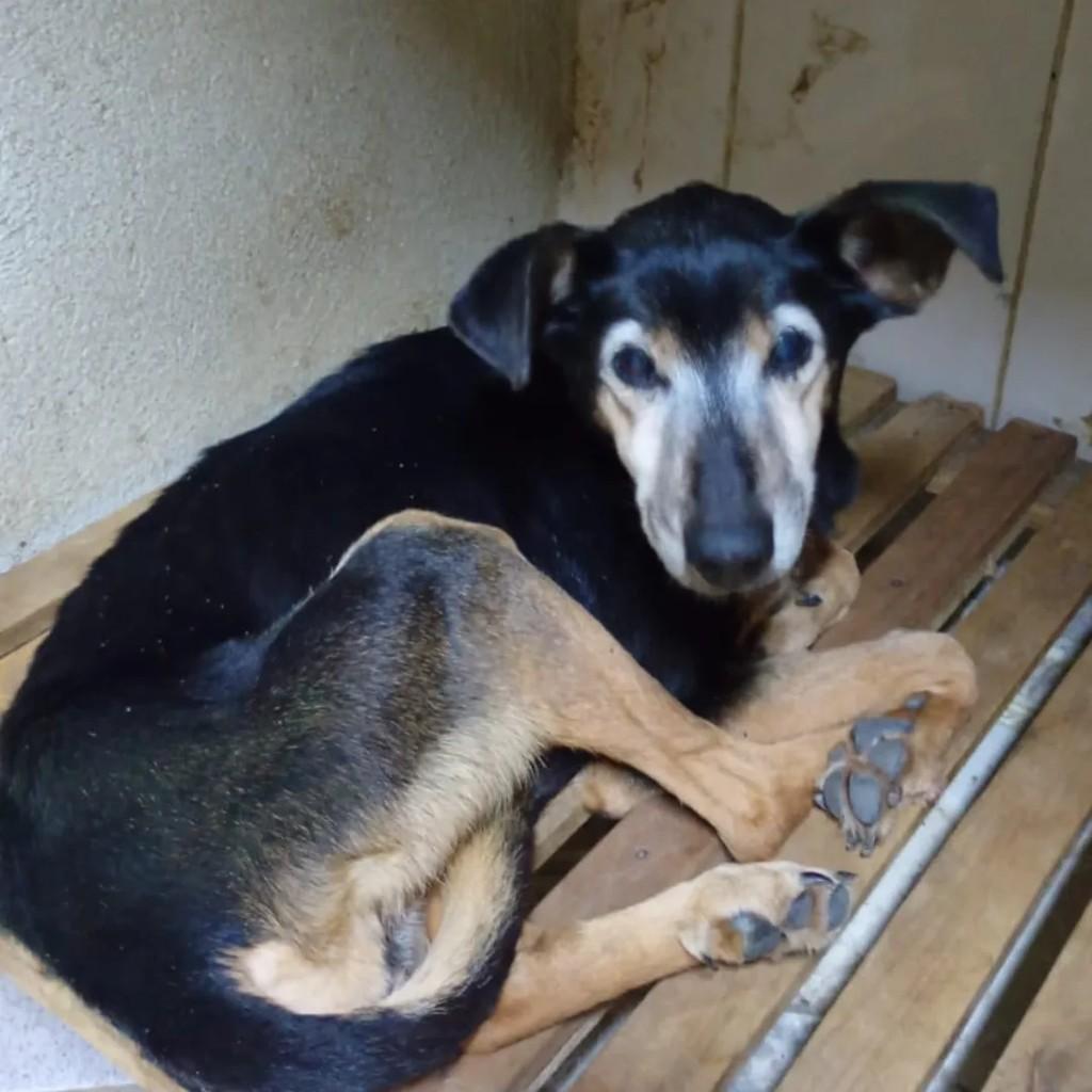 Cachorrinha Idosa, cadela de porte pequeno para adoção em Passa Quatro - MG