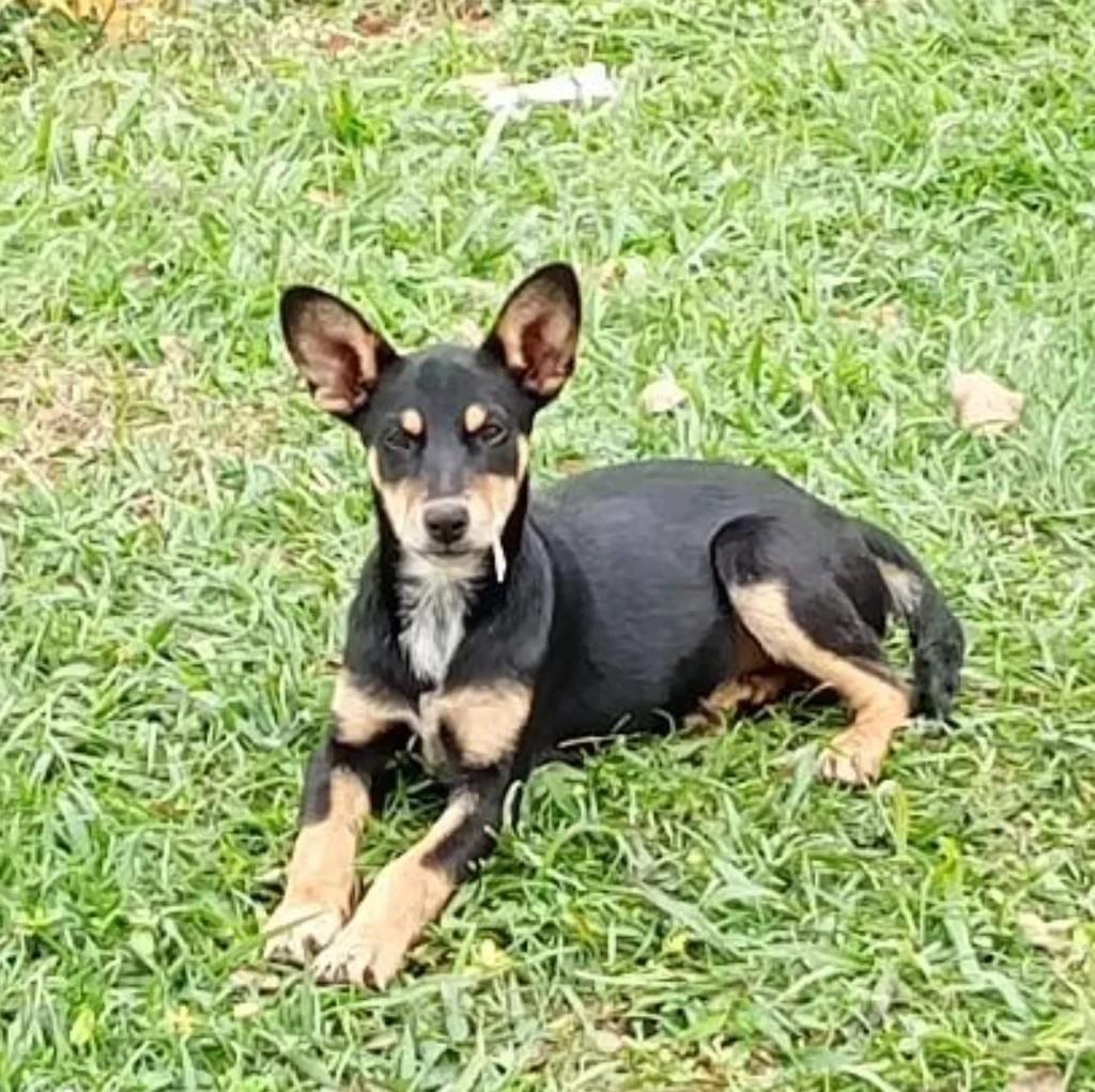 Pretinha, cadela de porte médio para adoção em Itanhandu - MG
