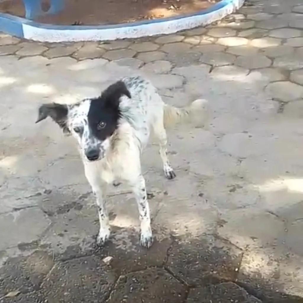 Cachorrinha da Pracinha, cadela de porte médio para adoção em Passa Quatro - MG