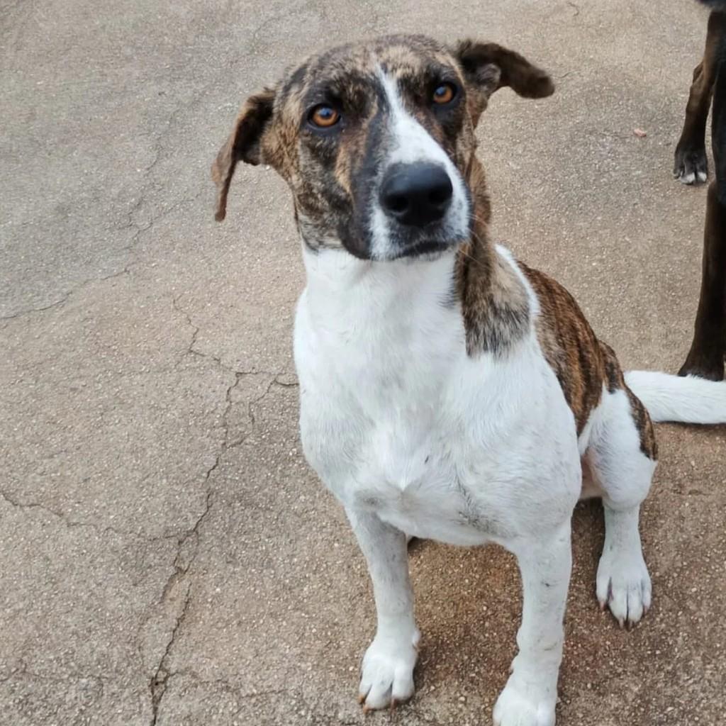 Cleide, cachorro de porte médio para adoção em Passa Quatro - MG