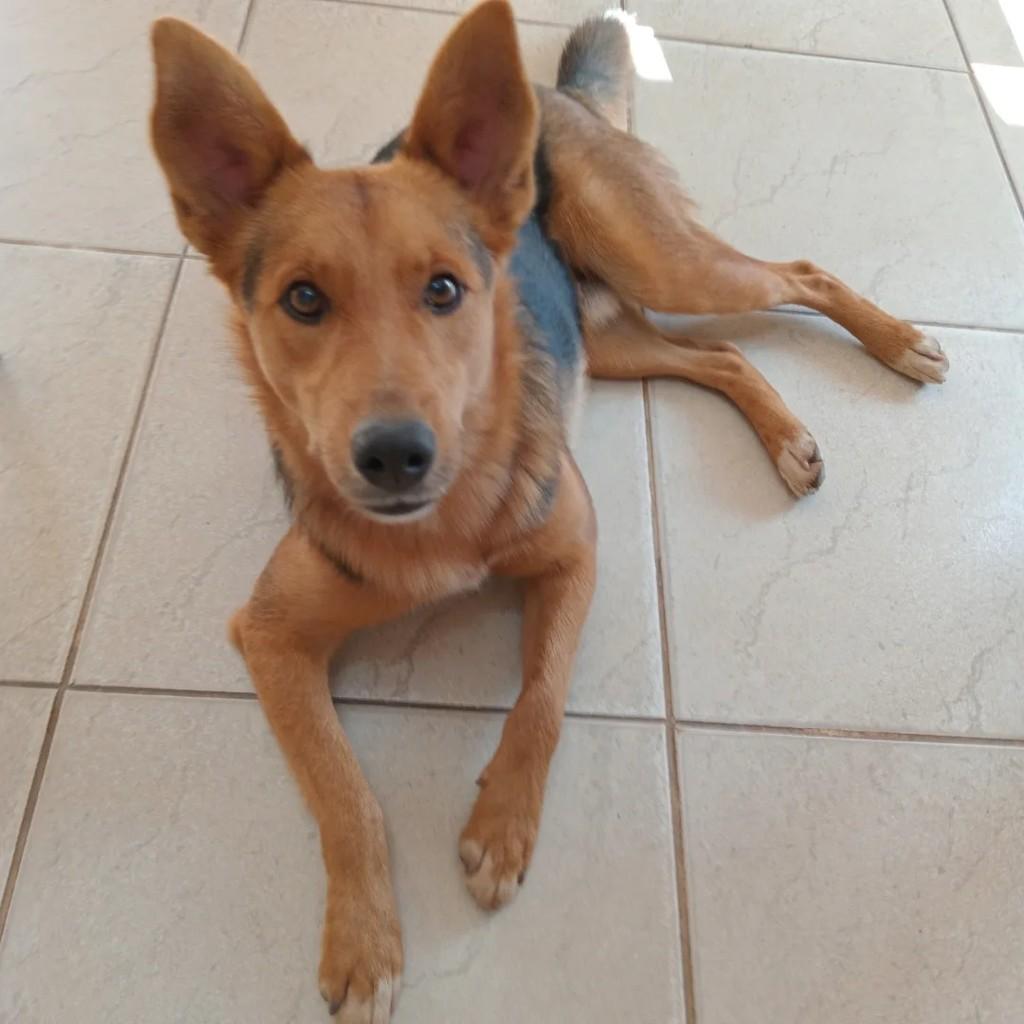 Luk, cachorro de porte médio para adoção em Passa Quatro - MG