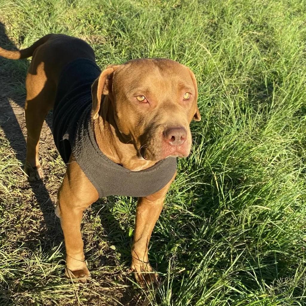 Space, cachorro de porte pequeno para adoção em Passa Quatro - MG
