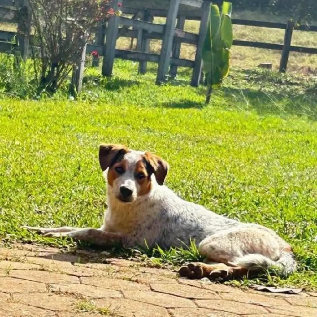 Pitucho, cachorro de porte pequeno para adoção em Passa Quatro - MG
