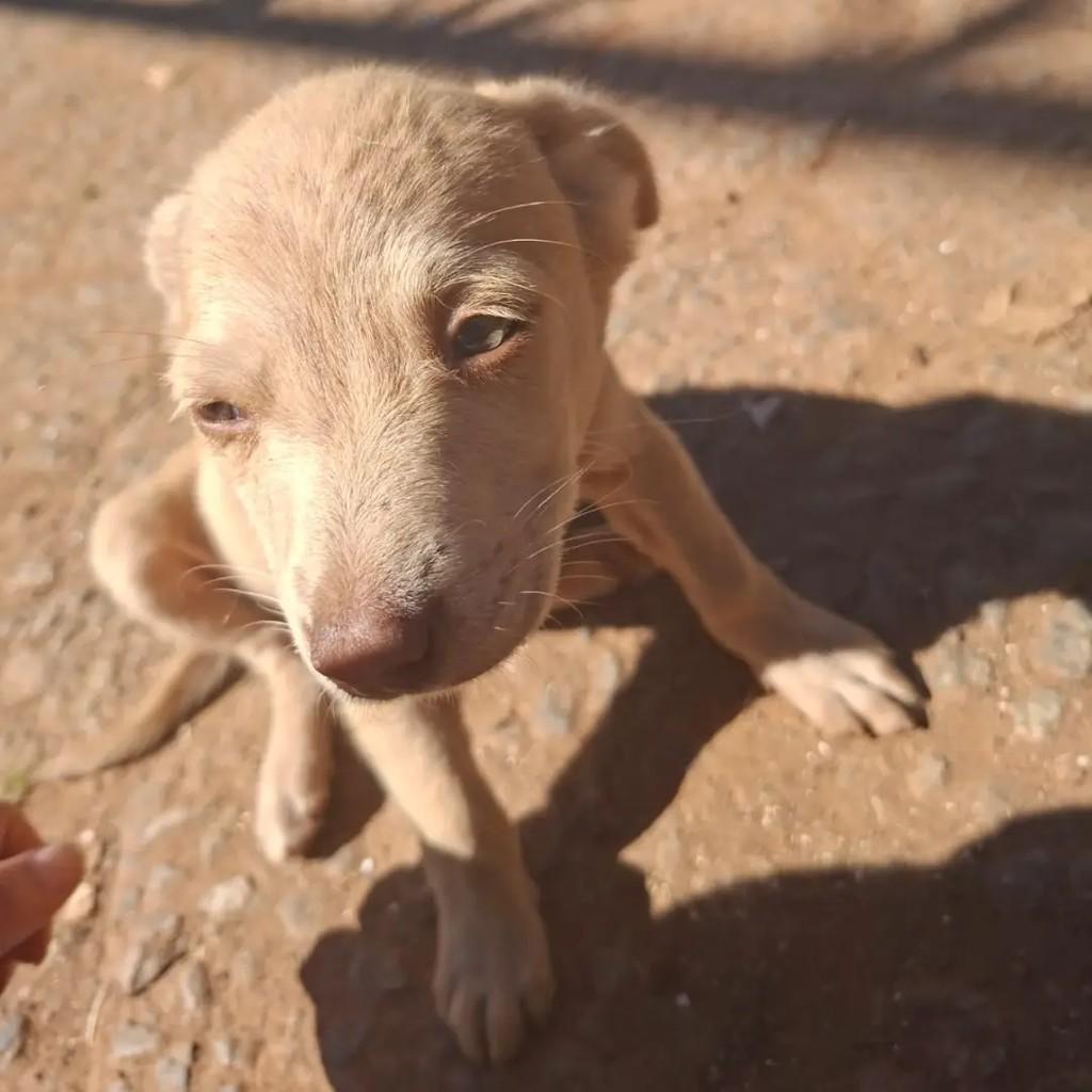 Ninhada, Ita, cadela de porte médio para adoção em Passa Quatro - MG