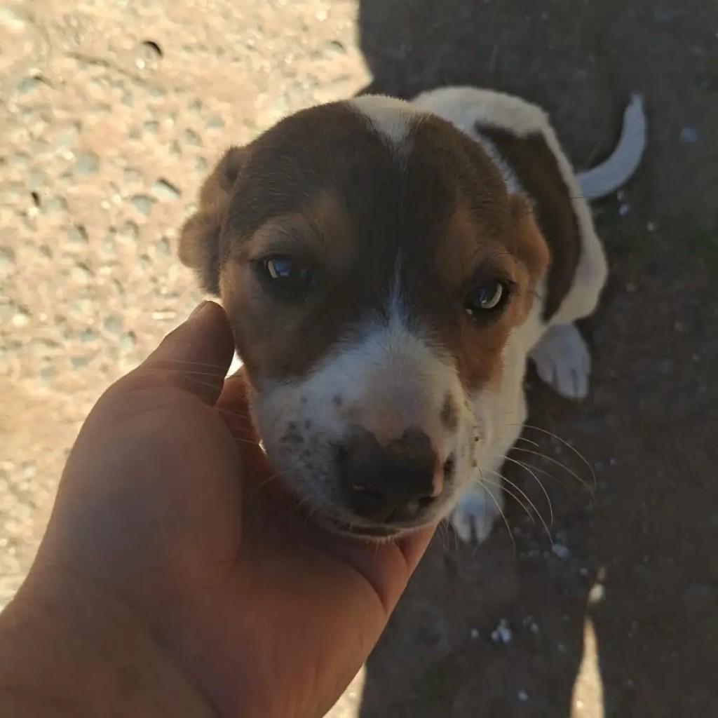 Ninhada, cadela de porte médio para adoção em Passa Quatro - MG