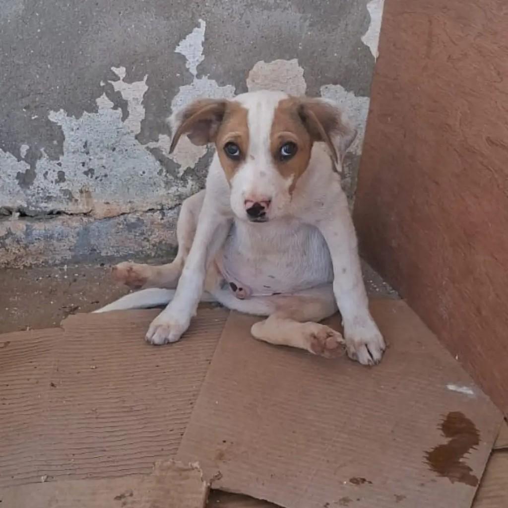 Sara, cachorro de porte pequeno para adoção em Passa Quatro - MG