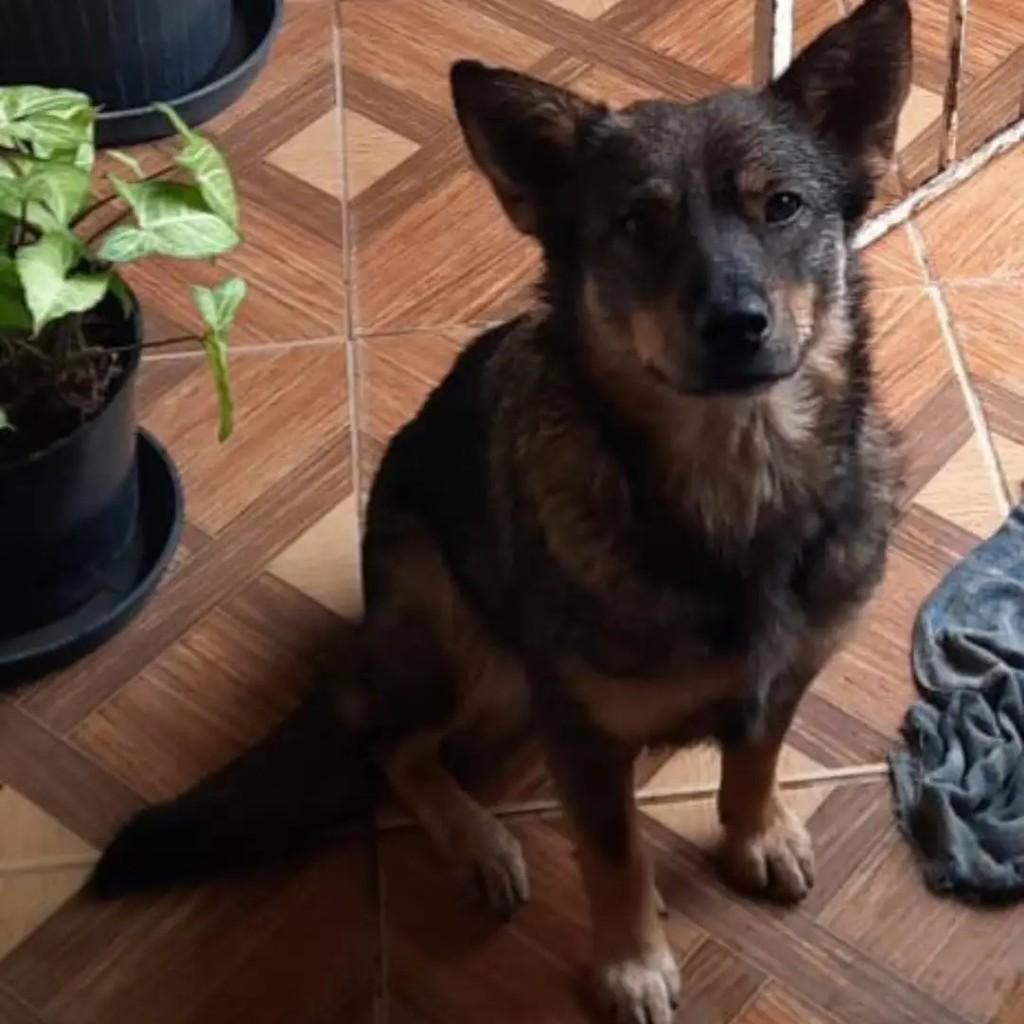 Princesa, cadela de porte médio para adoção em Passa Quatro - MG