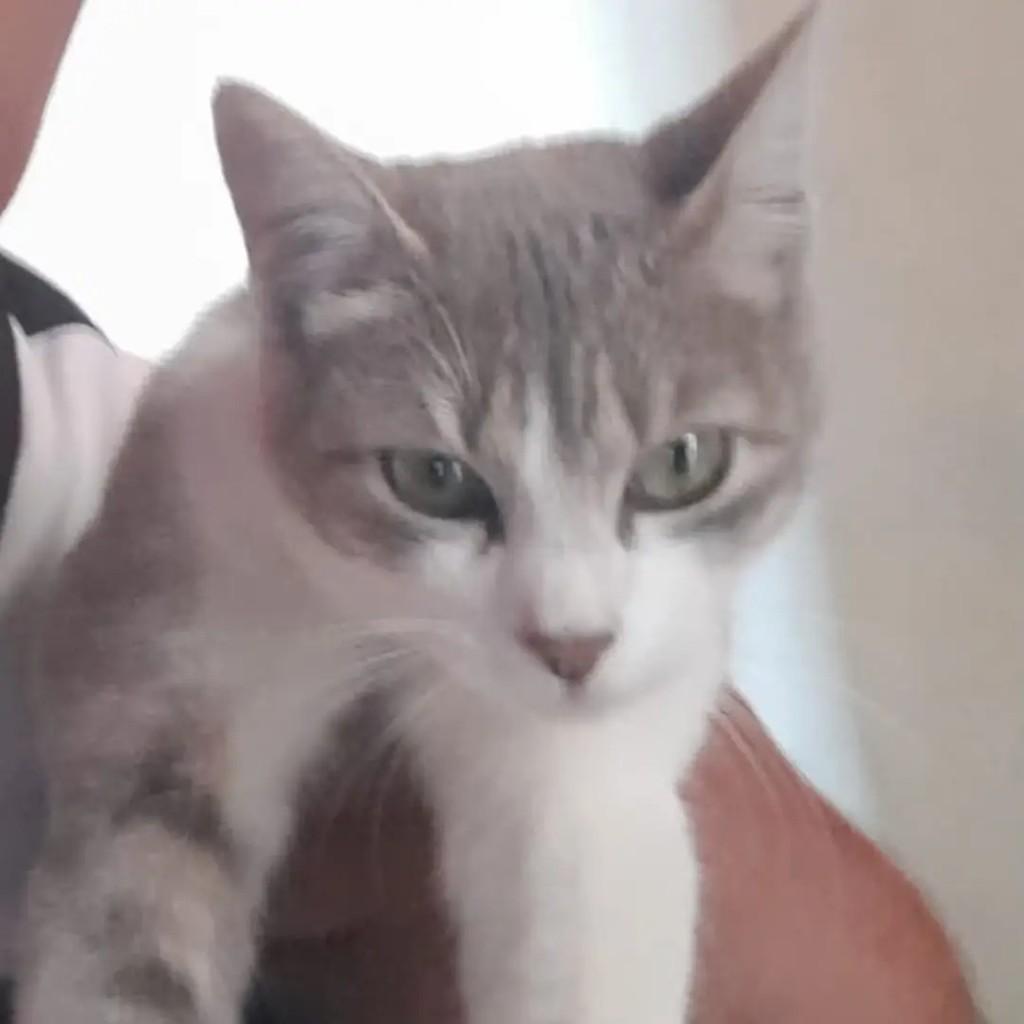 Esmeralda, gato de porte médio para adoção em Passa Quatro - MG