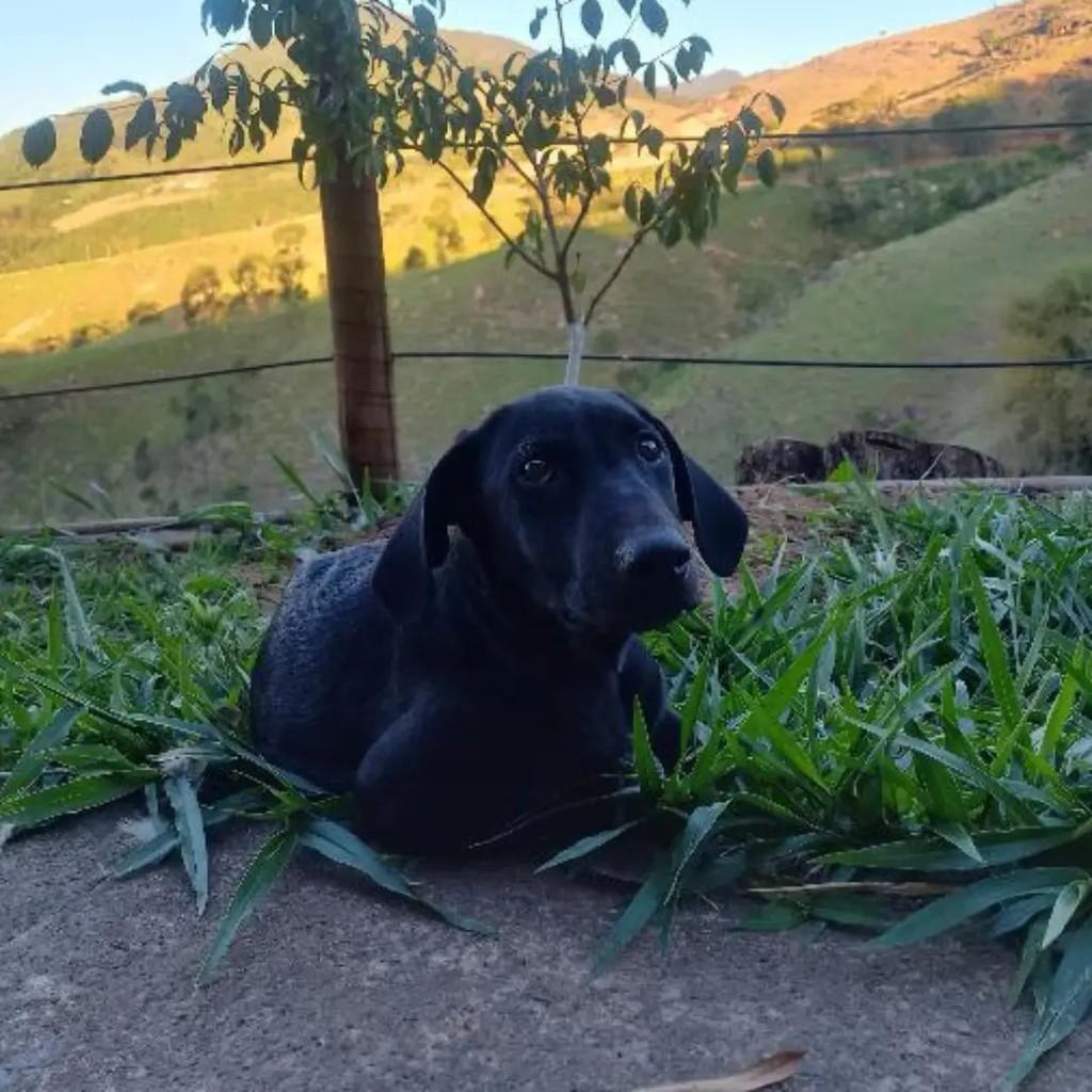 Branco Alemão, cachorro de porte grande para adoção em Passa Quatro - MG