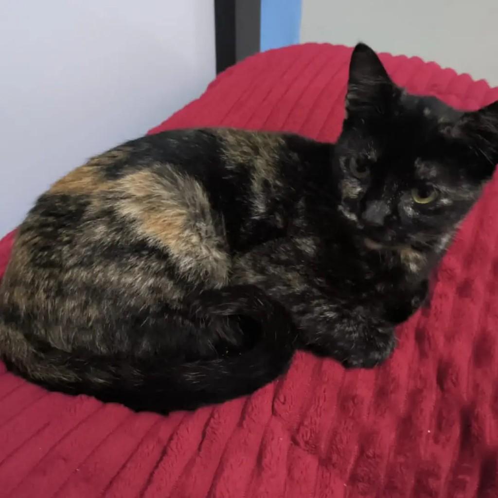 Vanda, gata de porte pequeno para adoção em Barrinha - SP