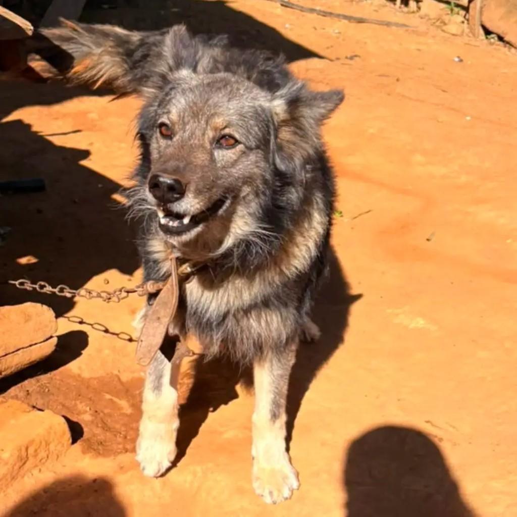 Cigano, cachorro de porte médio para adoção em Passa Quatro - MG