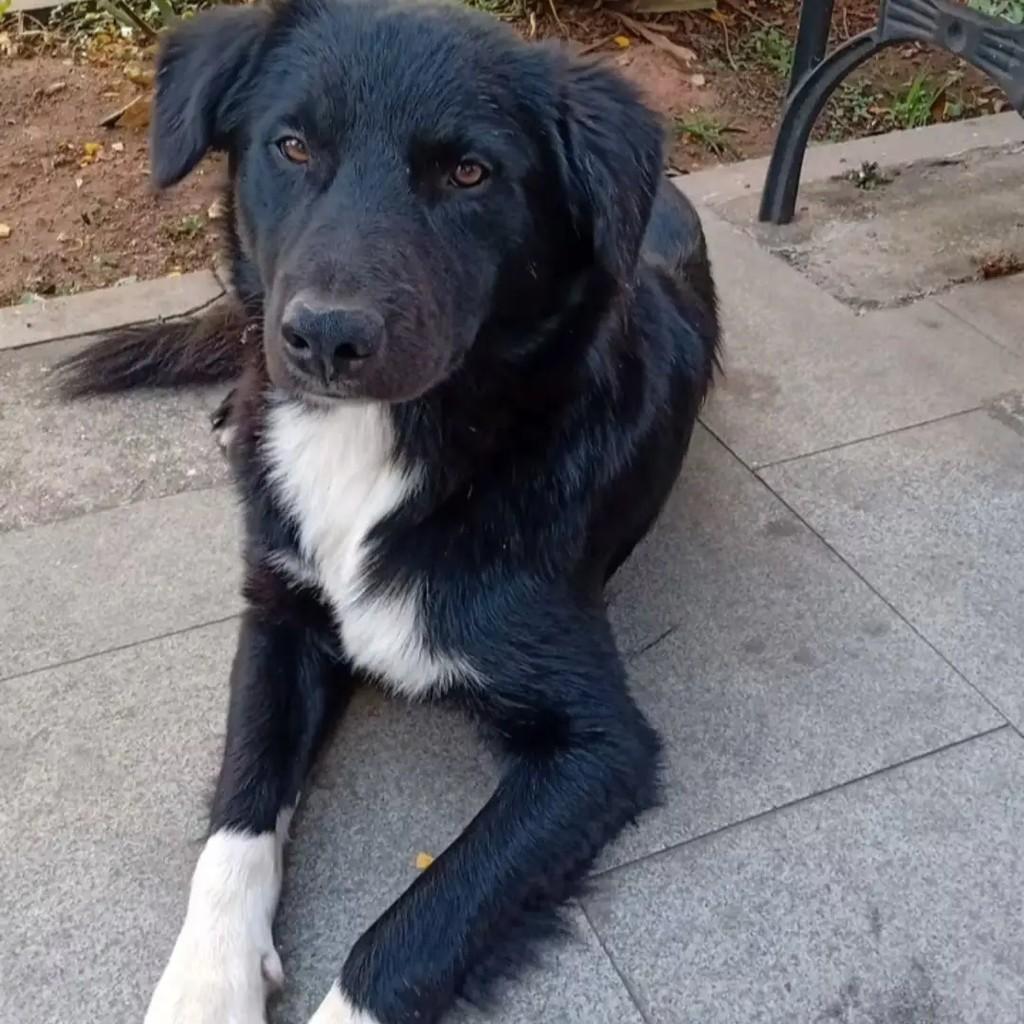 Khisuco, cachorro de porte médio para adoção em Itanhandu - MG