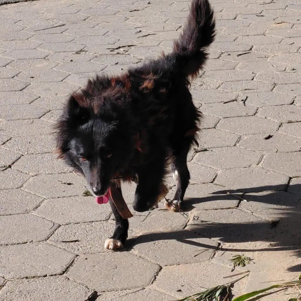 Rubinho, cachorro de porte médio para adoção em Passa Quatro - MG