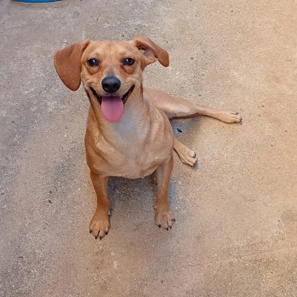 Loiro, cachorro de porte pequeno para adoção em Passa Quatro - MG