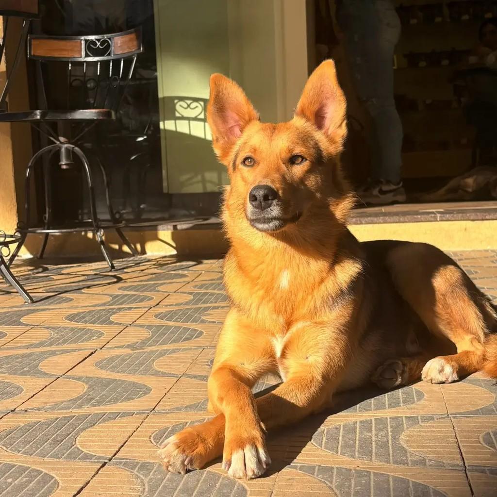 Luke, cachorro de porte pequeno para adoção em Passa Quatro - MG