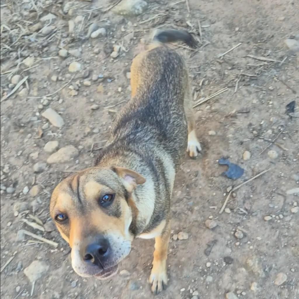 Shar-pei, cadela de porte médio para adoção em Passa Quatro - MG — foto 2 de 2