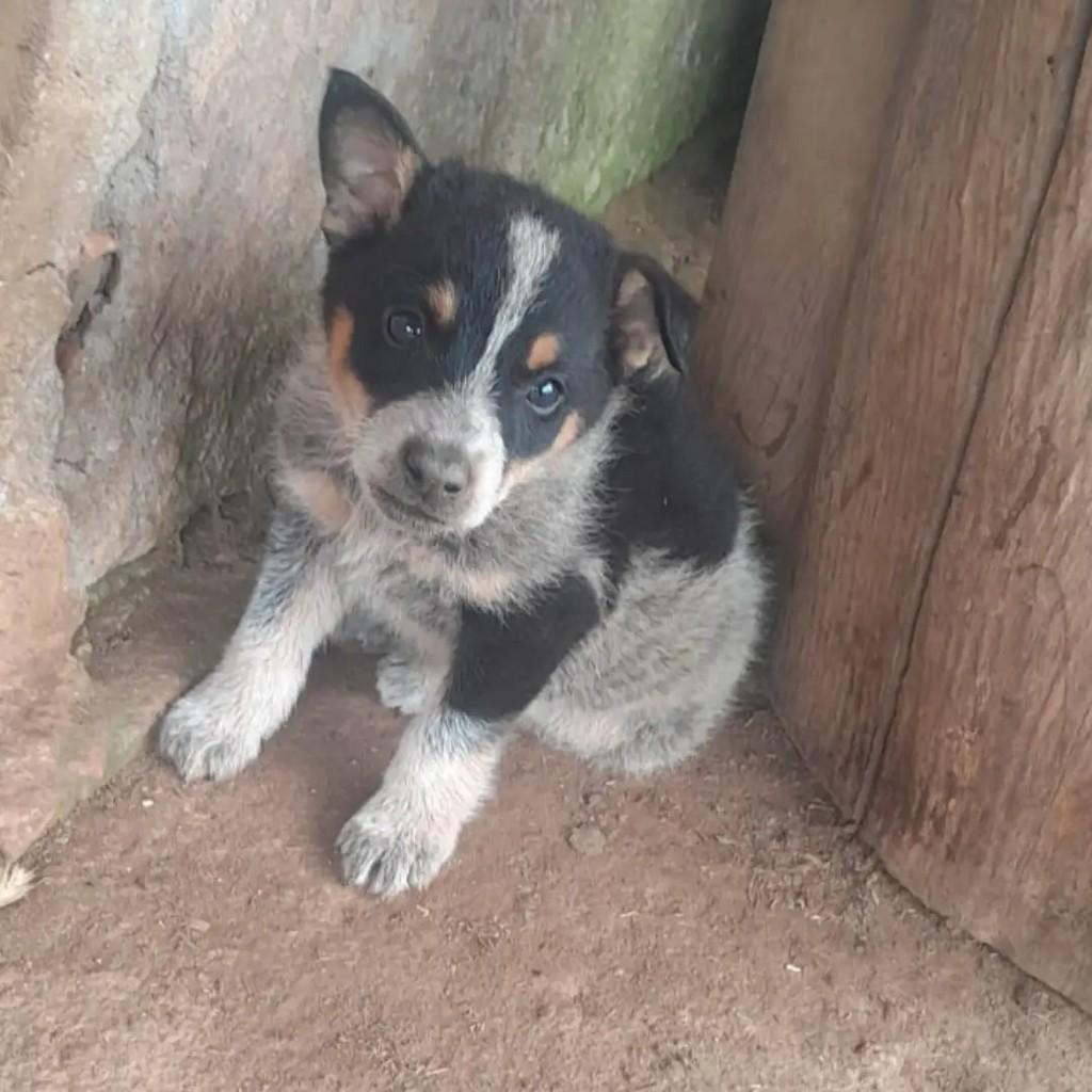 Lucas, cachorro de porte pequeno para adoção em Passa Quatro - MG