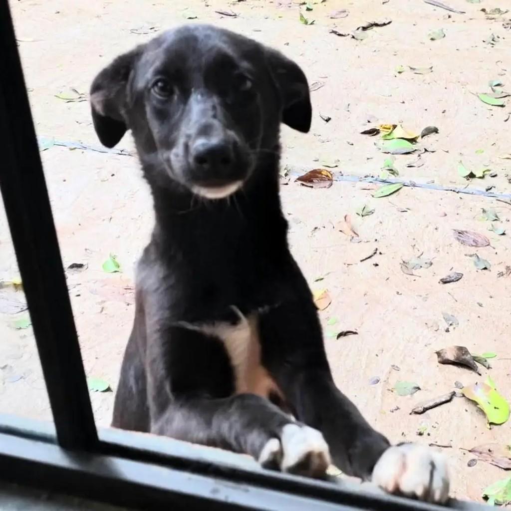 Jurema, cadela de porte pequeno para adoção em Passa Quatro - MG