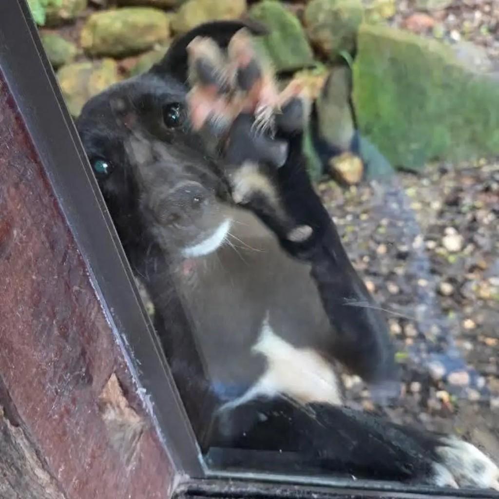 Jurema, cadela de porte pequeno para adoção em Passa Quatro - MG — foto 2 de 2